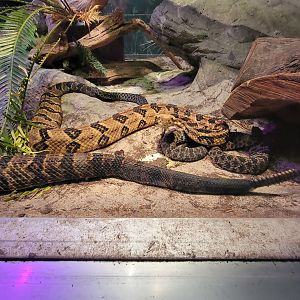 Columbus Zoo - Reptiles, Eastern diamondback, timber rattlesnake, dusky pygmy rattlesnake, and corn snake