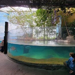 Columbus Zoo - Shallow end of manatee pool, with brown pelicans visible