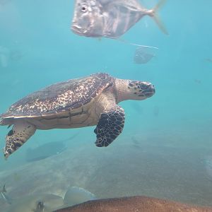 Columbus Zoo - Hawksbill sea turtle (and lookdown)