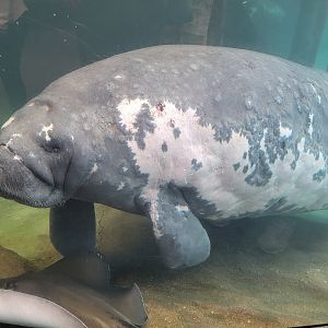 Columbus Zoo - Stubby the manatee