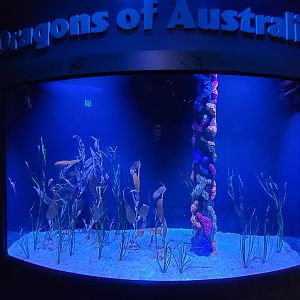 Columbus Zoo - Weedy seadragons