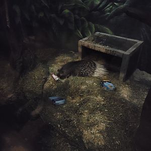 Columbus Zoo - Indian crested porcupine