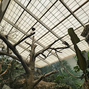 Columbus Zoo - Australia Aviary