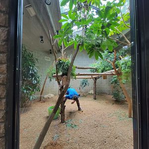 Columbus Zoo - Koala indoor area (with a hidden koala)