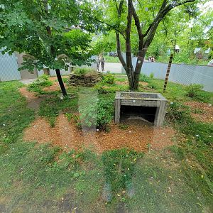 Columbus Zoo - Tasmanian devils outdoor area