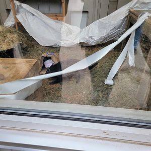 Columbus Zoo - A Tasmanian devil making a very brief appearance