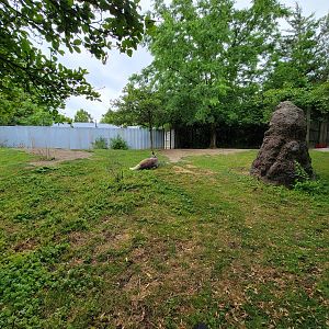Columbus Zoo - Kangaroo Station ... not so busy