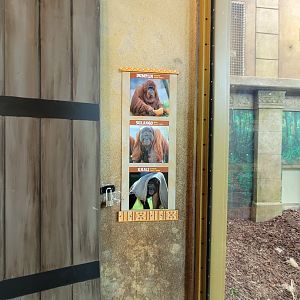 Columbus Zoo - Current orangutan family