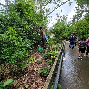 Columbus Zoo - Dinosaur Island path, this one spits water!