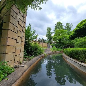 Columbus Zoo - Orangutans from boat ride