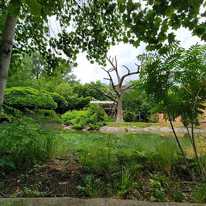 Columbus Zoo - Other side of gibbon island from boat ride