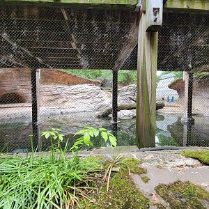 Columbus Zoo - Asian small-clawed otters from boat ride