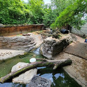 Columbus Zoo - Asian small-clawed otters