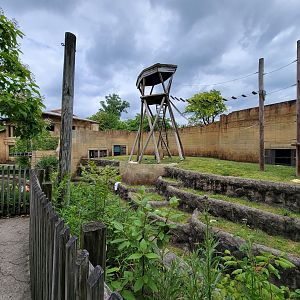 Columbus Zoo - Orangutan viewing