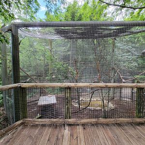 Columbus Zoo - Congo Expedition, African grey parrots