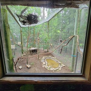 Columbus Zoo - Congo Expedition, African grey parrots window