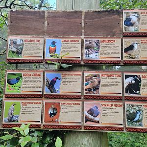 Columbus Zoo - Congo Expedition, Aviary species