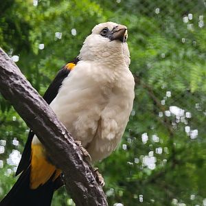 Columbus Zoo - Congo Expedition, White-headed buffalo weaver