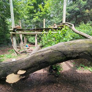 Columbus Zoo - Congo Expedition, Leopards