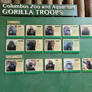 Columbus Zoo - Congo Expedition, current Gorilla troops