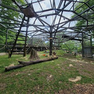 Columbus Zoo - Congo Expedition, Gorillas