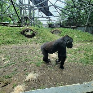 Columbus Zoo - Congo Expedition, Gorillas