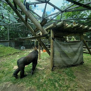 Columbus Zoo - Congo Expedition, Gorillas