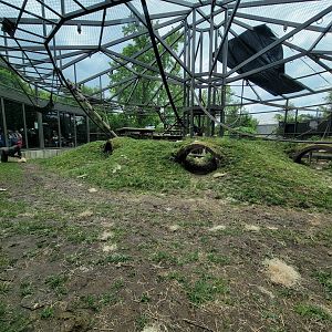 Columbus Zoo - Congo Expedition, Gorillas