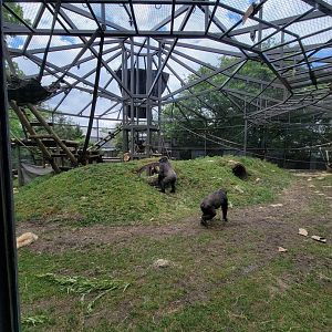 Columbus Zoo - Congo Expedition, Gorillas