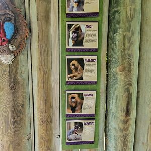 Columbus Zoo - Congo Expedition, Current mandrill family, minus the very new baby