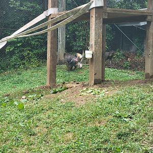 Columbus Zoo - Congo Expedition, Mandrills, Bernard being silly