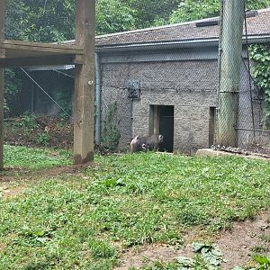 Columbus Zoo - Congo Expedition, Mandrill mom and new babyy