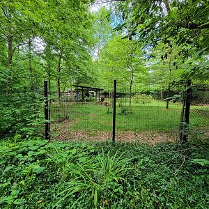 Columbus Zoo - Congo Expedition, Okapi