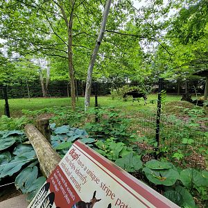 Columbus Zoo - Congo Expedition, Okapi