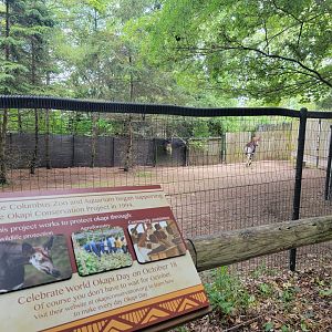 Columbus Zoo - Congo Expedition, Okapi