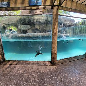 Columbus Zoo - Humboldt penguins