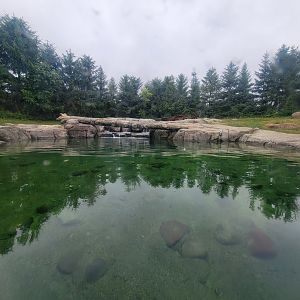 Columbus Zoo - Polar Frontier, Brown bear pool