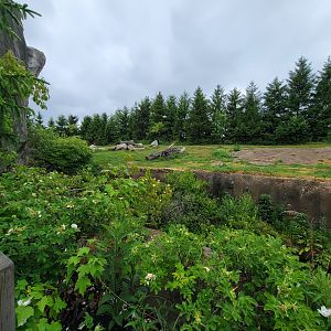 Columbus Zoo - Polar Frontier, Brown bears