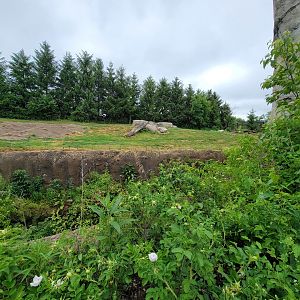Columbus Zoo - Polar Frontier, Brown bears