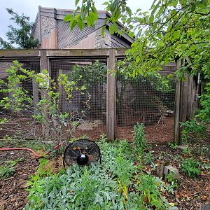 Columbus Zoo - Polar Frontier, Arctic foxes