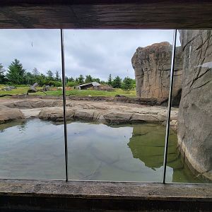 Columbus Zoo - Polar Frontier, Polar bears