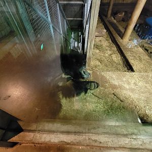 Columbus Zoo - Asia Quest, Sloth bear indoors, with stairs behind it