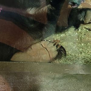 Columbus Zoo - Asia Quest, Sloth bear foot