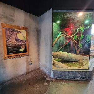 Columbus Zoo - Asia Quest, Asian water monitor