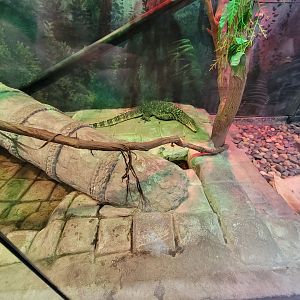 Columbus Zoo - Asia Quest, Asian water monitor