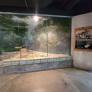 Columbus Zoo - Asia Quest, Reticulated python