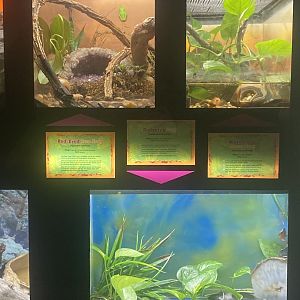 Amphibian Terrariums