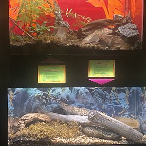 Amphibian Terrariums