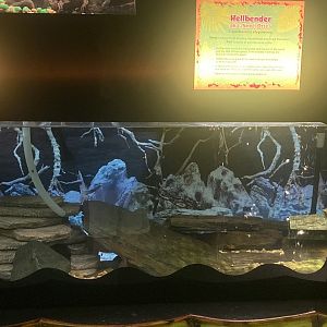 Hellbender Tank