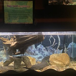 Two-Toed Amphiuma Tank